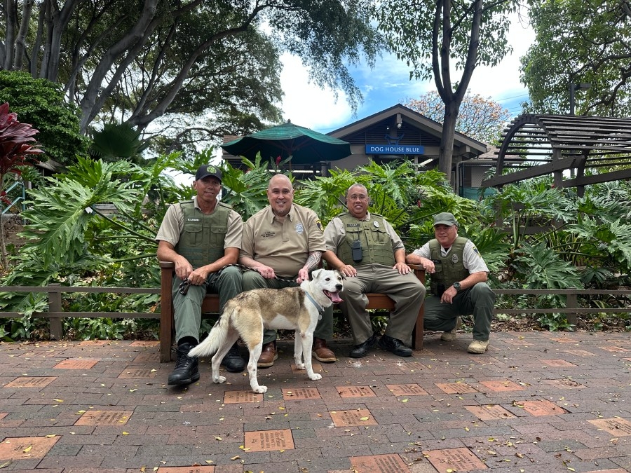 Hawaiian Humane Society cares for dog seen in social media abuse video