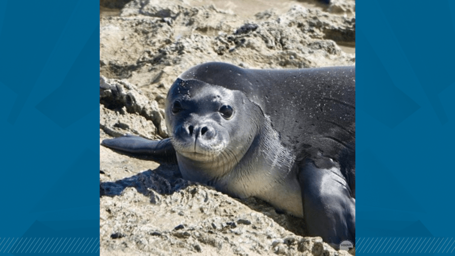 Meet the first monk seal pup of the 2025 season