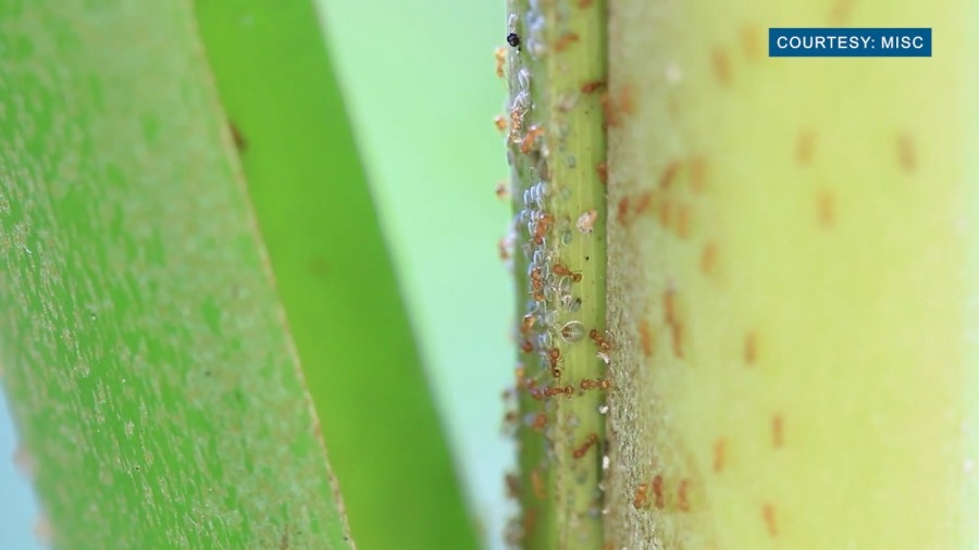 New technology introduced in fight against invasive species