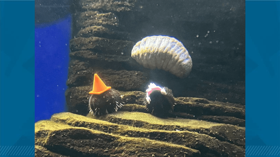 It's the one day of the year where the Waikiki Aquarium is free for the ‘Mauka to Makai Environmental Expo