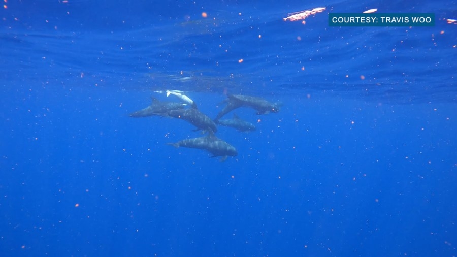 Potential albino pygmy killer whale spotted in West Oahu