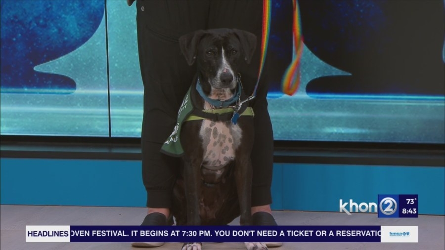 Hawaiian Humane Society opening opportunities for teens