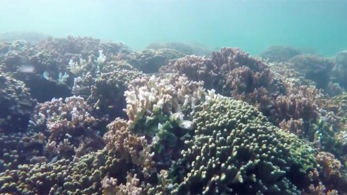 Hawai‘i oceans will become more acidic than ever, and that's bad news for coral reefs
