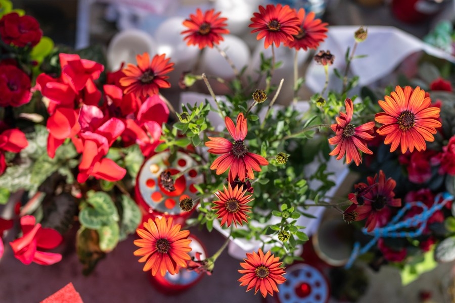 Tariffs on imports raise cost of cut flowers in Hawaii