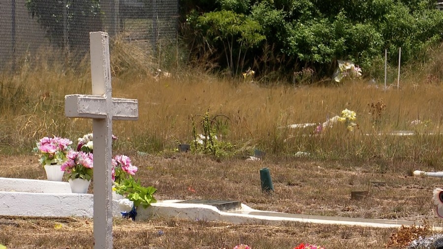 Overgrown weeds choking Oahu graves: ‘I can not find him'
