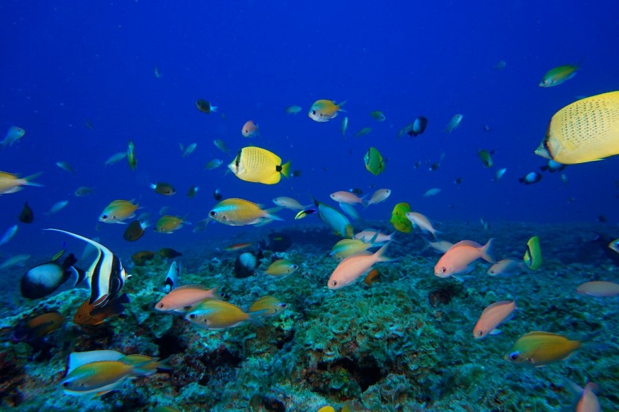UH: Urgent response required to save world's coral reefs