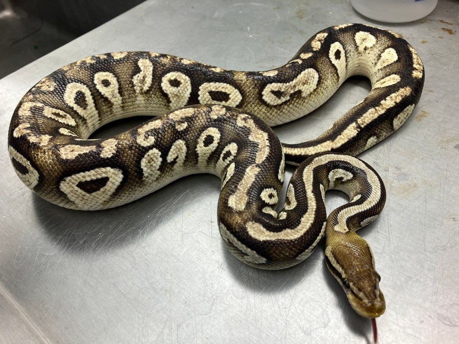 How do illegal animals make their way to Hawaiʻi — and what happens when they're found?