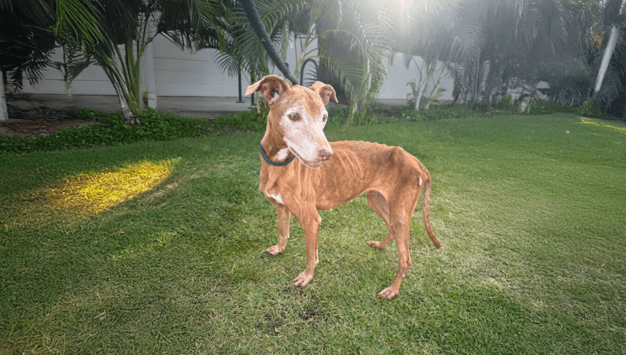 Miracle: The pup who defied all odds