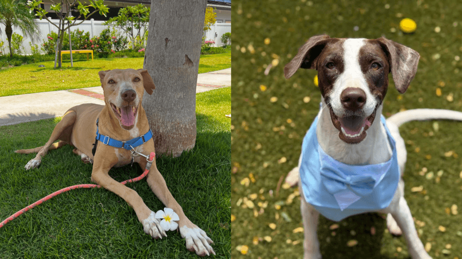 Double trouble: Two pups looking for fur-ever homes