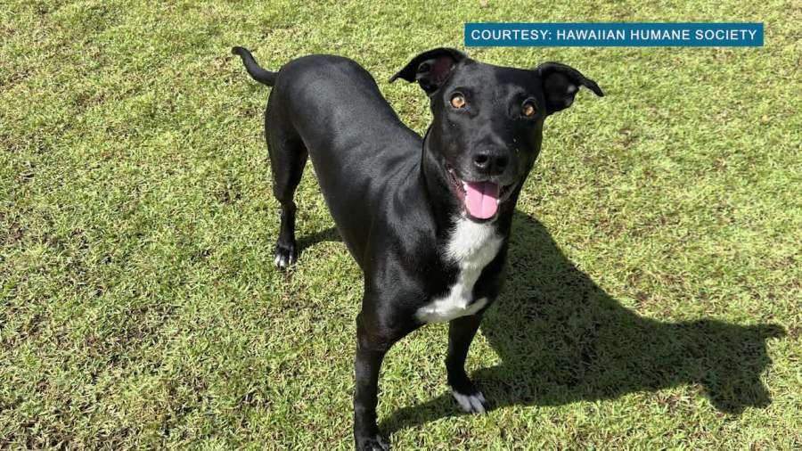 Easy exercise routines for pets of all sizes: A guide for Hawaiʻi's cats and dogs