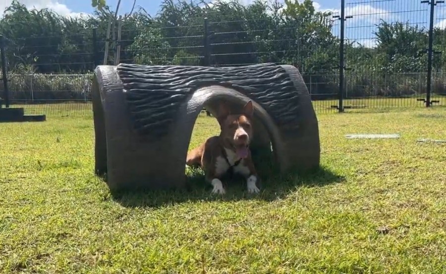 Looking for an adventure buddy? Ahi is your dog