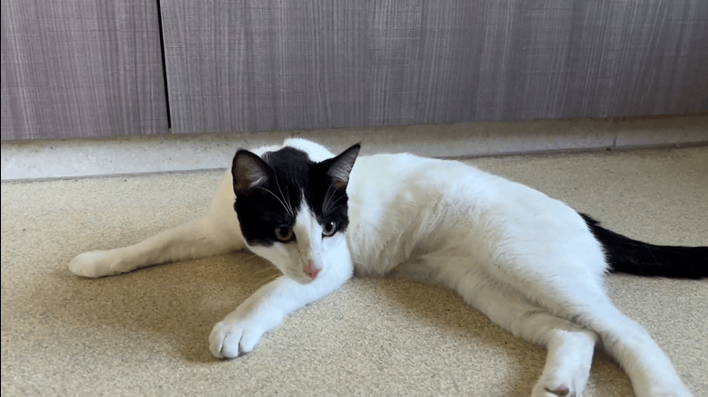 Fast and furr-iest: Miata ready to put his ohana first