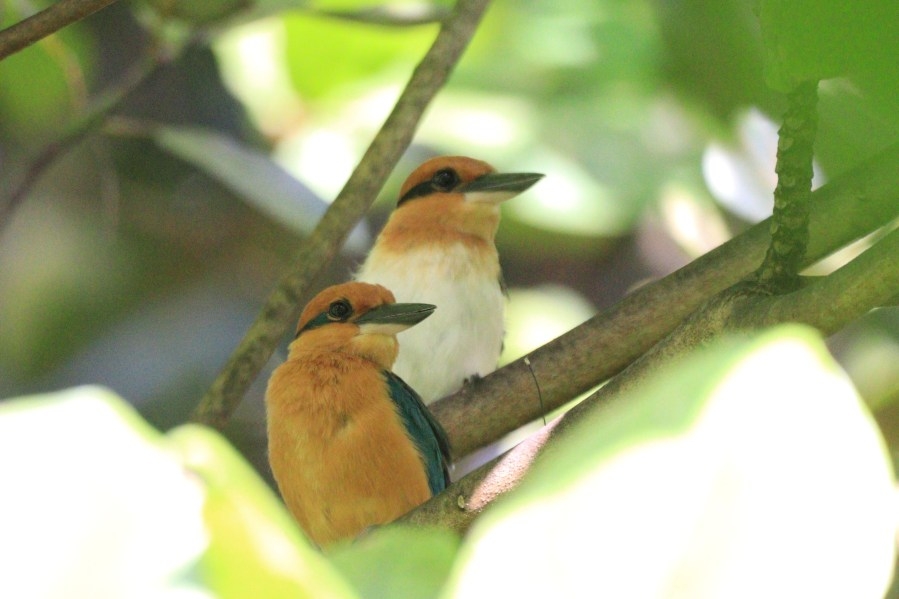 Once-extinct bird species lays first wild eggs in 40 years