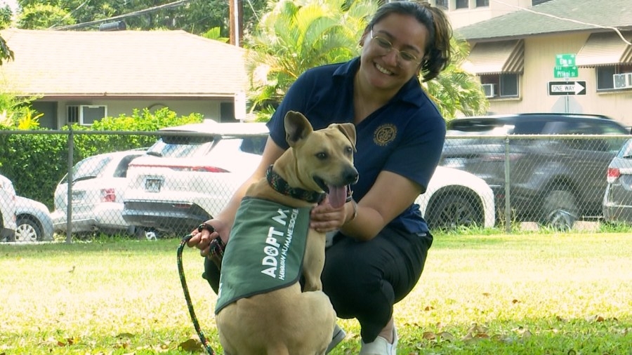 Hawaiian Humane Society unveils Pets in Paradise calendar contest