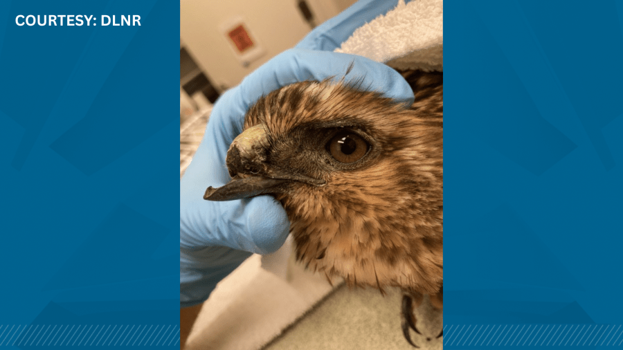 Endangered bird euthanized after being found ‘emaciated,' missing part of its beak