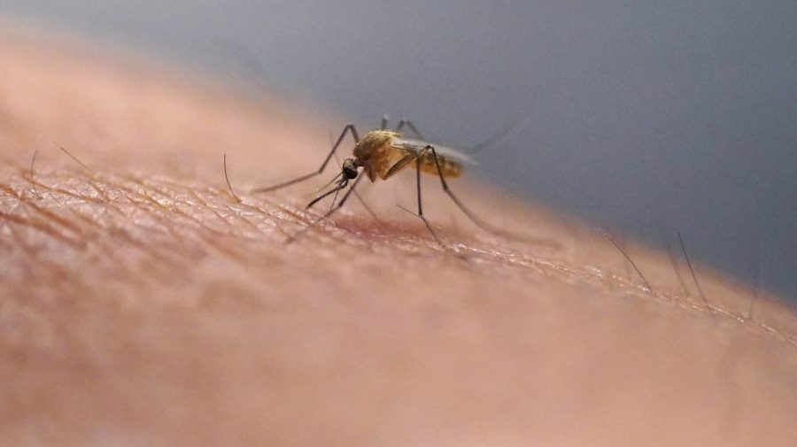 Travel-related Zika case detected on Oʻahu