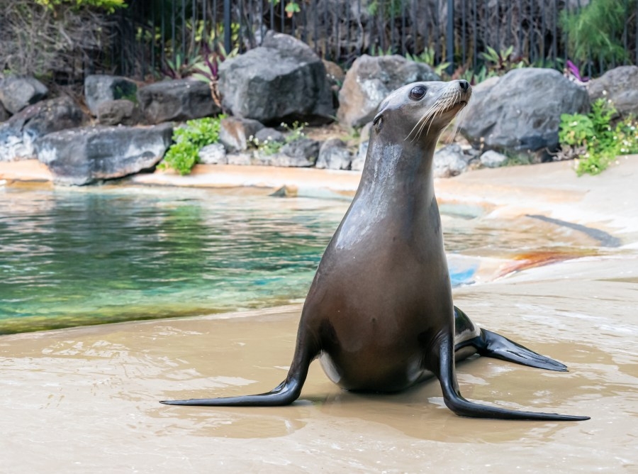 Immersive education with sharks, dolphins, & sealions at Sea Life Park
