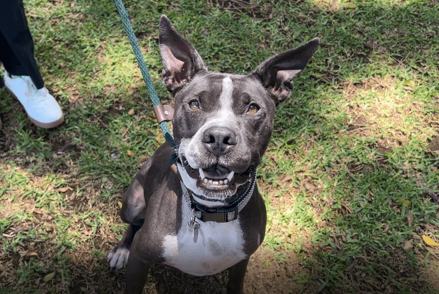 Hawaiʻi's 5 most commonly surrendered dog breeds