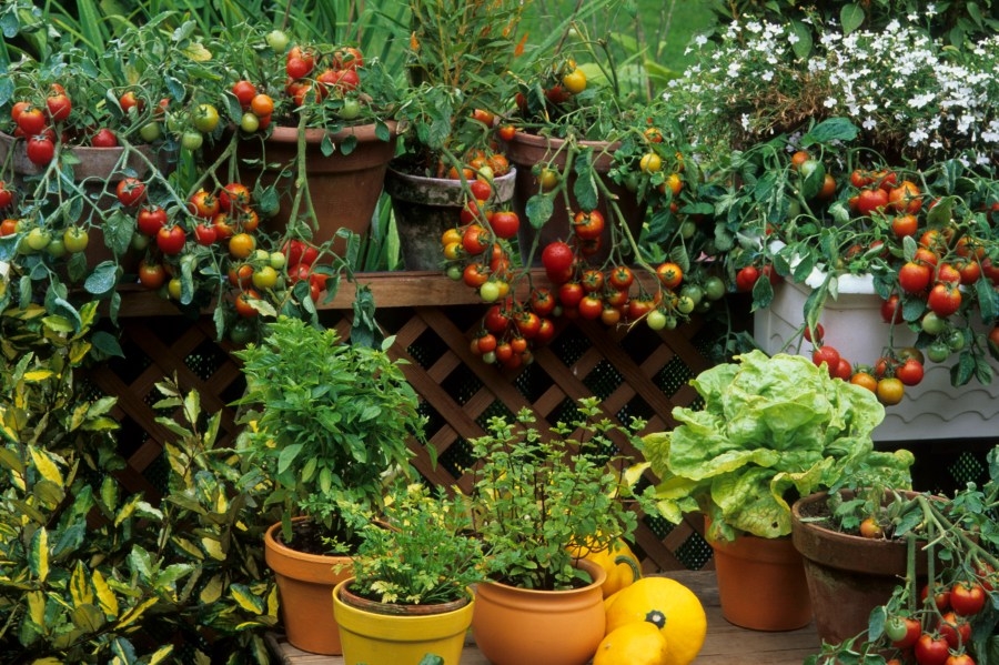Sick of $8 tomatoes? Build a lanai garden, eat for (almost) nothing
