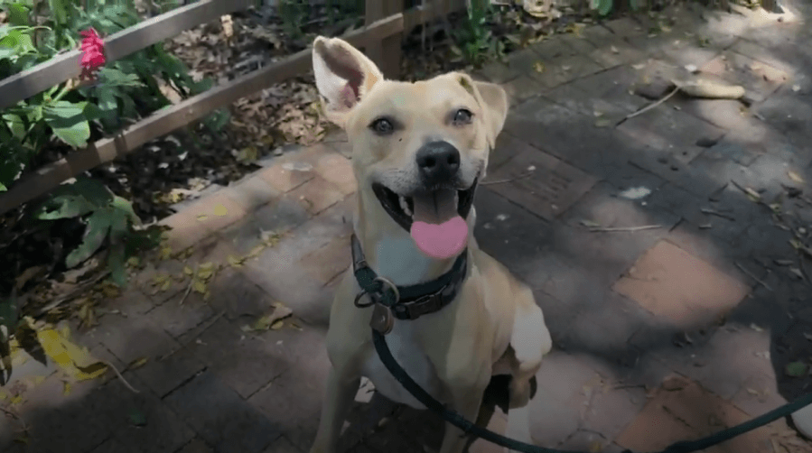 Need the perfect adventure buddy? Coast is the pup for you