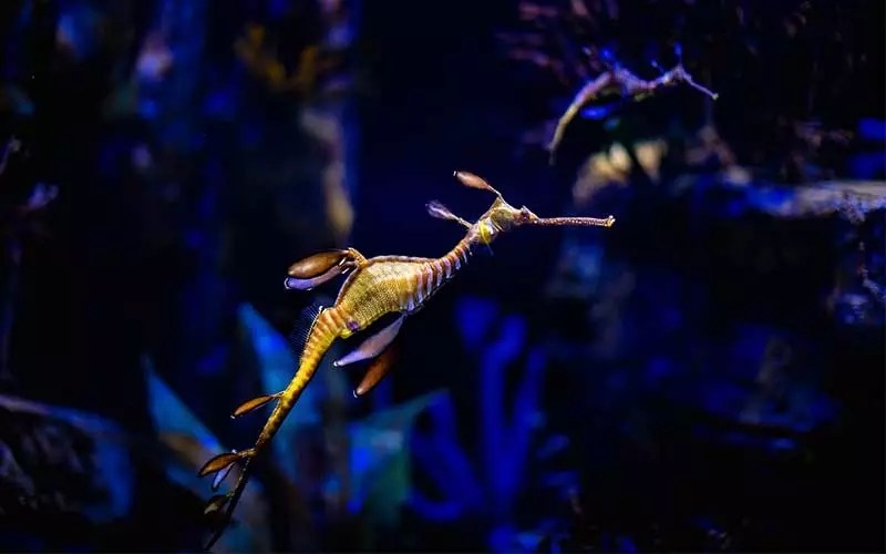 Waikiki Aquarium welcomes rare Australian sea critter