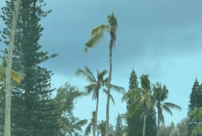 Kauai councilmember sounding 'emergency alarm' on coconut rhinoceros beetles