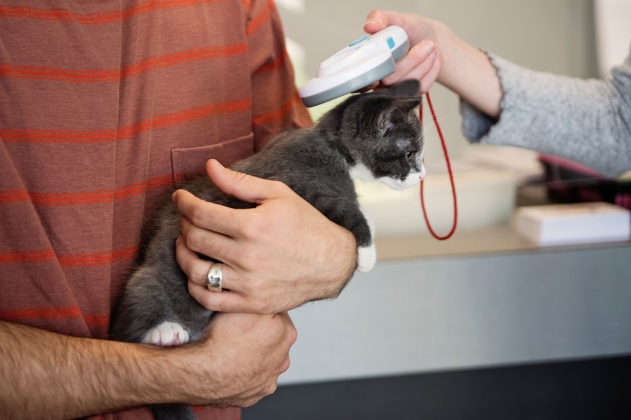 It's smaller than a grain of rice, but it could save your pet's life: 10 facts to know