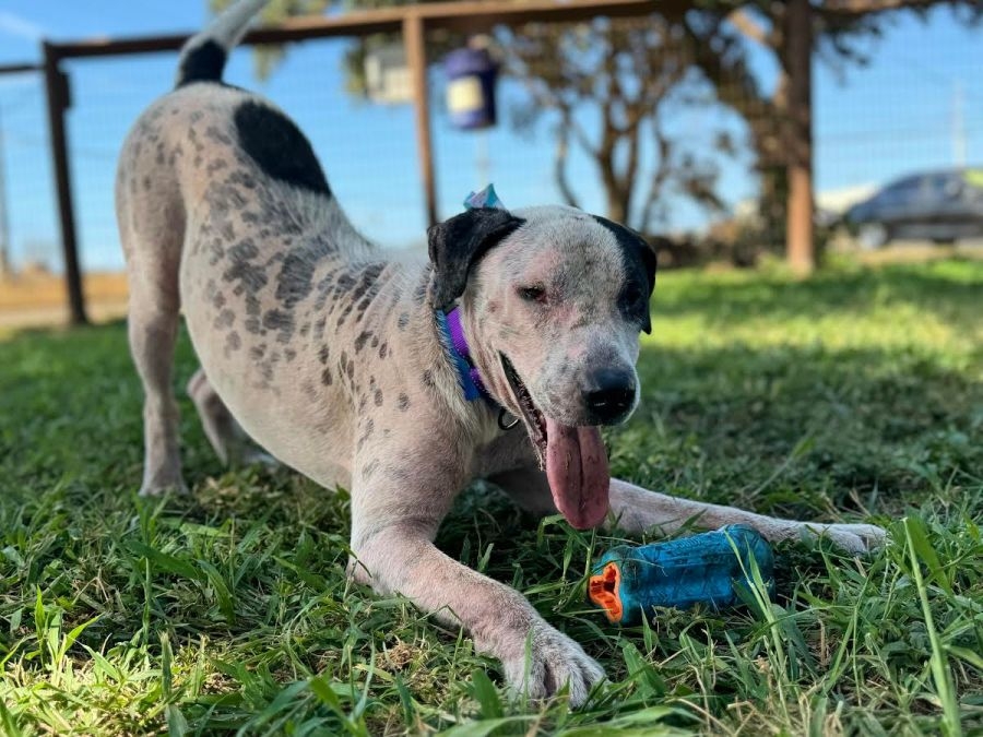 Rell Sunn is ready to steal your heart at Maui Humane Society