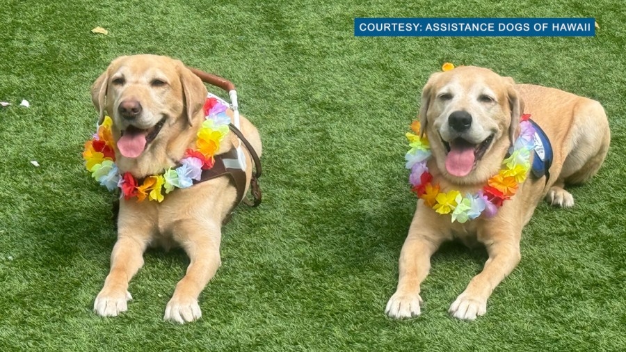 Service dog brothers reunite in Hawaii after 4 years apart