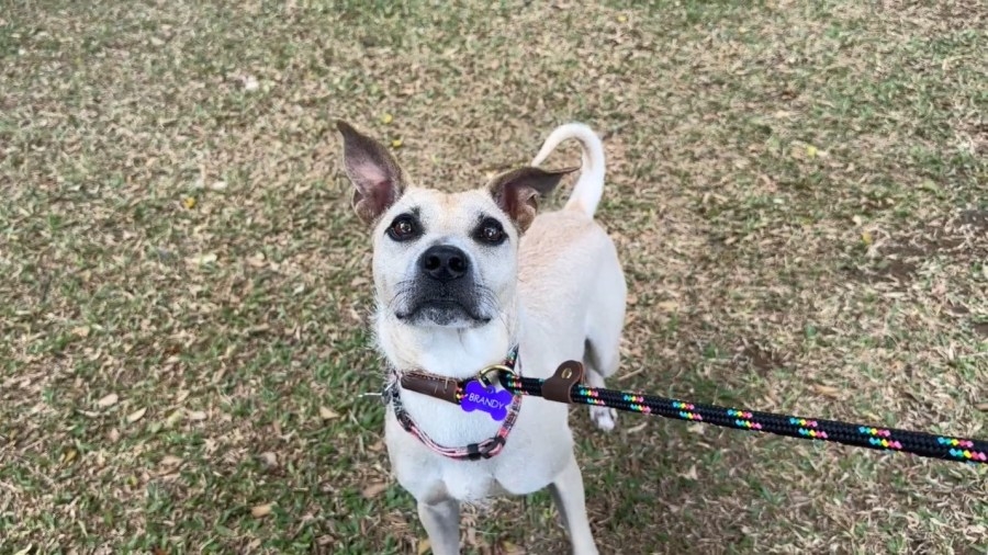 Terrier mix, Kinako, is ready to steal your heart