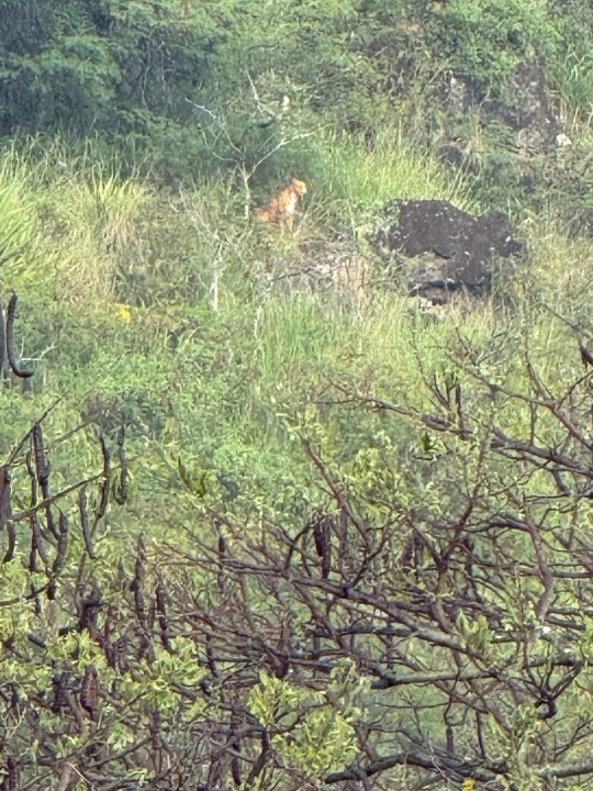 Beast or best friend? Officials weigh in