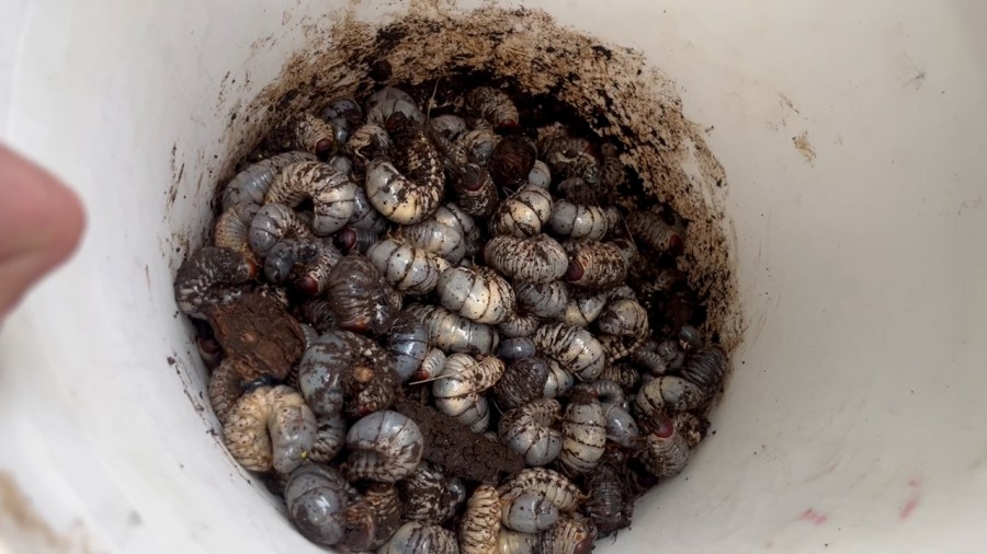 Hawaii's growing pest crisis, is a stronger plan needed?