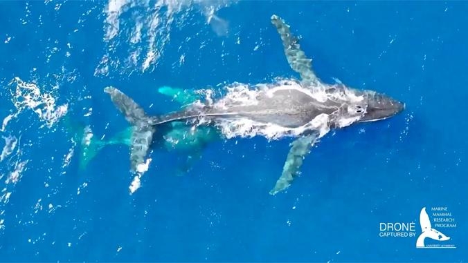 Watch: Humpback whales migrate to Hawaiʻi in new UH film