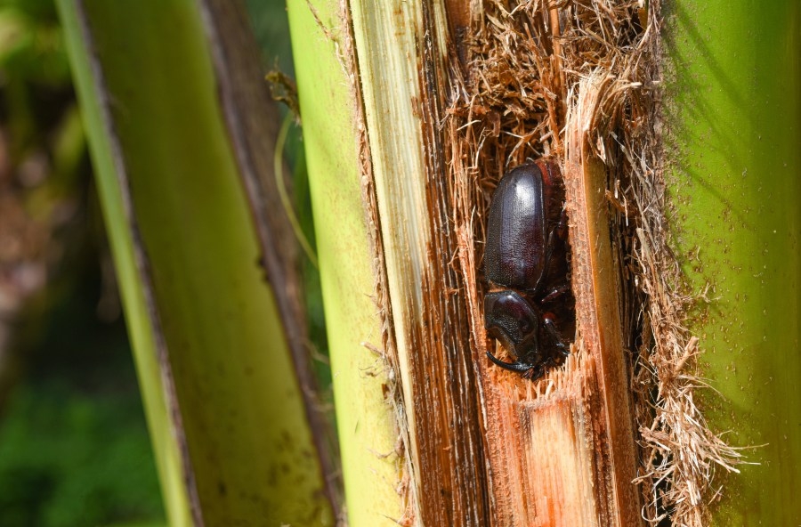 Hawaiʻi's top 10 invasive species wreak havoc on ecosystem each year