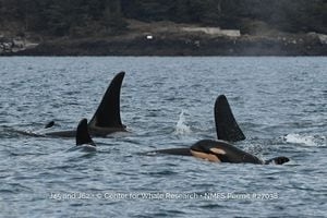Researchers confirm latest Orca calf is a girl