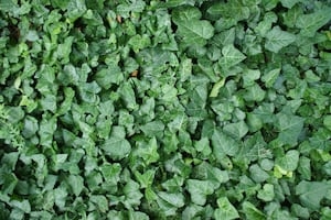 Washington bans sale of a common plant, deems it noxious weed