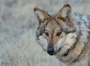 Wolf packs up slightly, but overall numbers drop in Washington