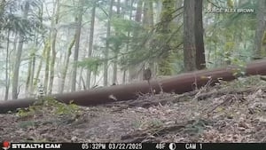 King County suing for millions after homeowners allegedly damage 140+ public trees