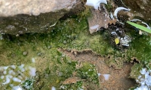 Dog dies from toxic algae in Columbia River