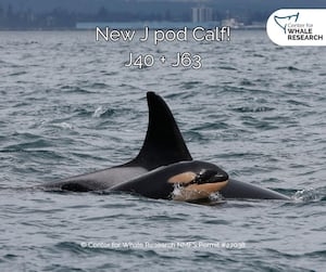 New Southern Resident Orca calf spotted in the J Pod