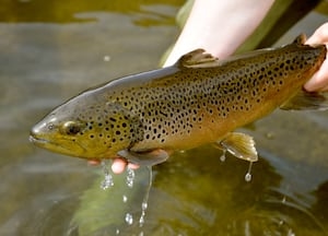 Opening day of lowland lakes fishing brings big trout, big prizes across Washington