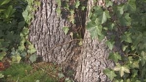 WEDNESDAY AT 6:45AM: Environmentalists work to ban invasive Ivy in Washington