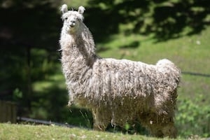 Llamas, porcupines seized in neglect case now living at Woodland Park Zoo