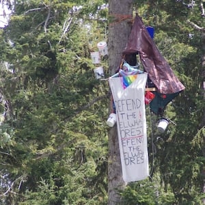 Activist sits 80-feet up in tree near Port Angeles