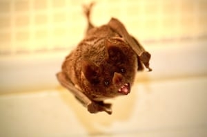 WSU Study: Bat cells could help fight humans' most deadly diseases