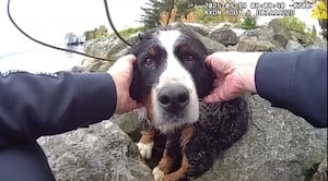 Tacoma police rescue dog from precarious place at Chinese Reconciliation Park