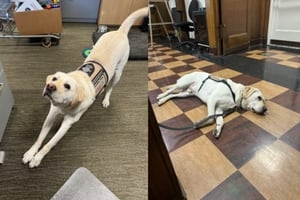 Good boy! Seattle police dog offers comfort during crisis