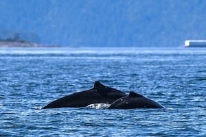 Famous humpback whale ‘Big Mama' returns to Salish Sea with new calf