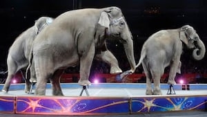 New Washington law restricts circus animal use