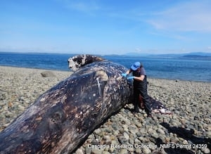 ‘Surprising' number of gray whale strandings in WA, alarming pattern for researchers